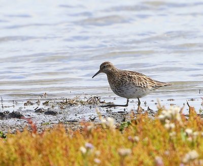 Siberische strandloper15_190915_HV.jpg