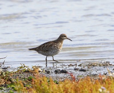 Siberische Strandloper - Sharp-tailed Sandpiper