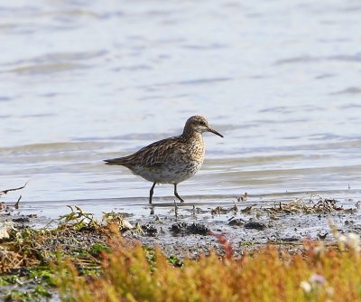 Siberische Strandloper - Sharp-tailed Sandpiper