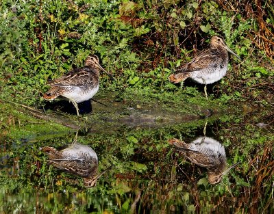 Watersnippen - Common Snipes