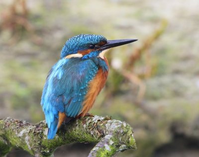 IJsvogel - Common Kingfisher