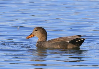 Krakeend - Gadwall