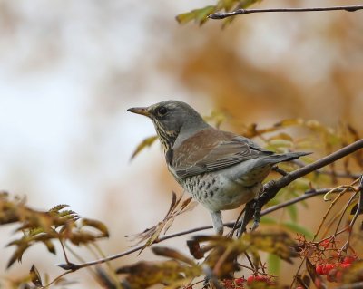 Kramsvogel - Fieldfare