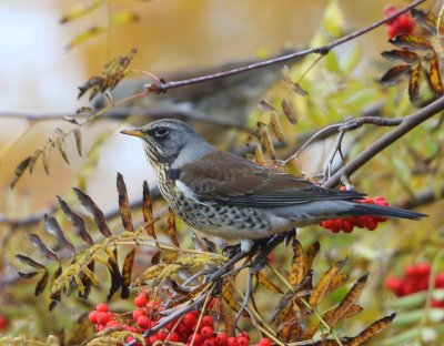 Kramsvogel - Fieldfare