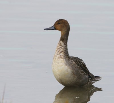 Pijlstaart - Northern Pintail
