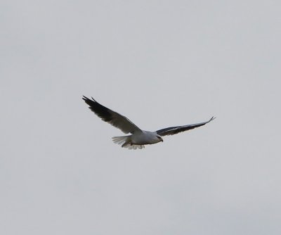 Grijze Wouw - Black-winged Kite