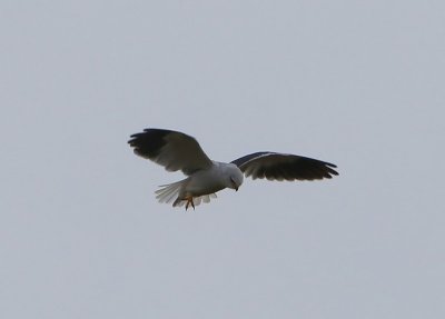 Grijze Wouw - Black-winged Kite