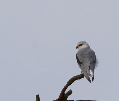 Grijze Wouw - Black-winged Kite