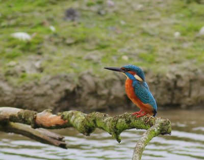 IJsvogel - Common Kingfisher