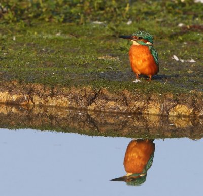 IJsvogel - Common Kingfisher