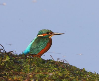 IJsvogel - Common Kingfisher