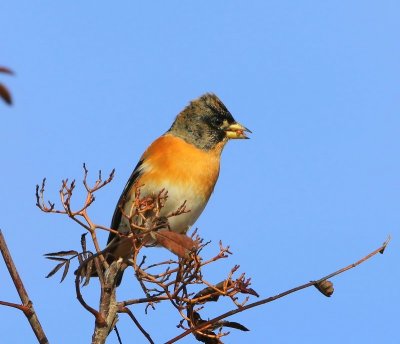 Keep - Brambling