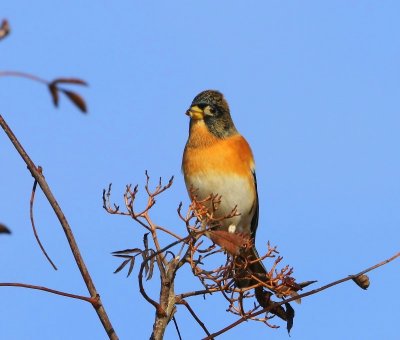 Keep - Brambling