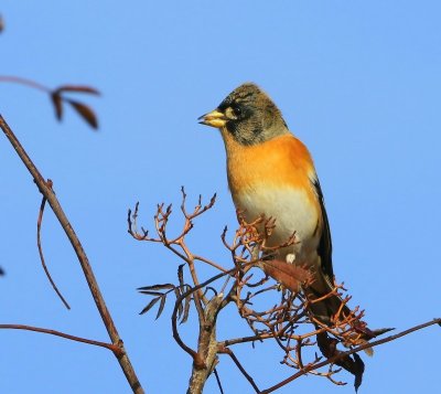 Keep - Brambling