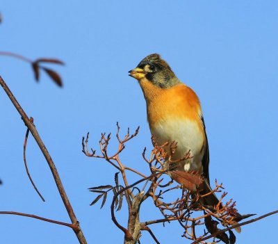 Keep - Brambling