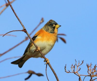 Keep - Brambling