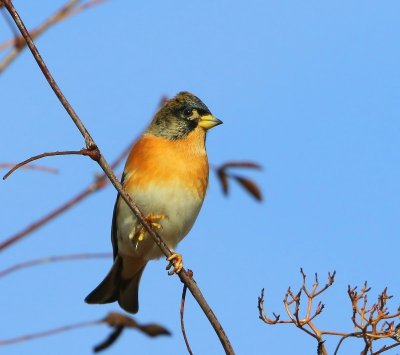 Keep - Brambling
