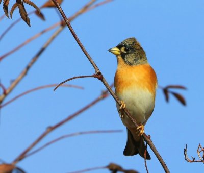 Keep - Brambling