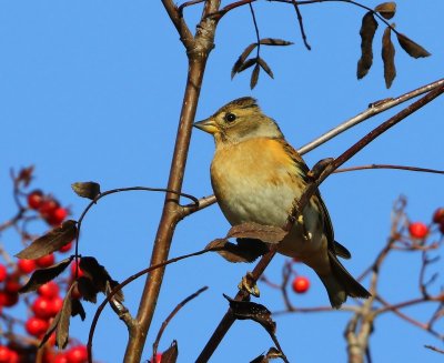 Keep - Brambling