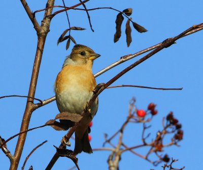 Keep - Brambling