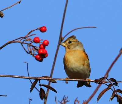 Keep - Brambling