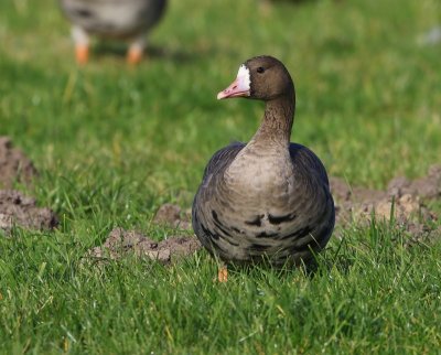 Kolgans - Greater White-fronted Goose