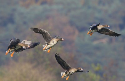 Kolganzen - Greater White-fronted Geese