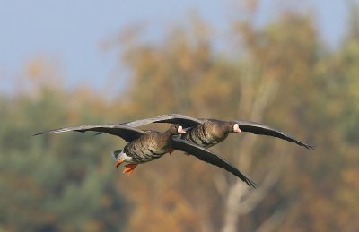 Kolganzen - Greater White-fronted Geese