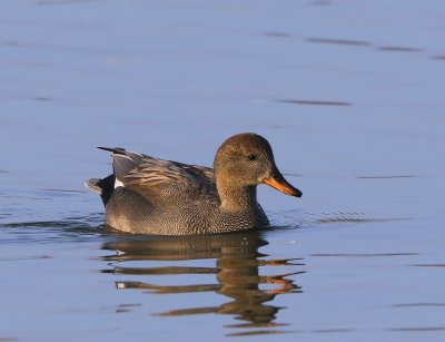 Krakeend - Gadwall