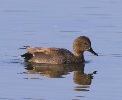 Krakeend - Gadwall