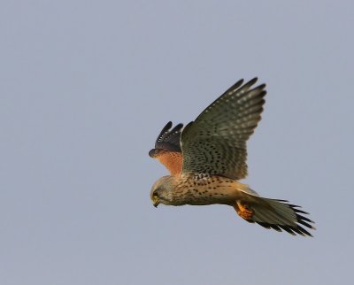 Torenvalk - Common Kestrel