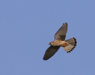 Torenvalk - Common Kestrel