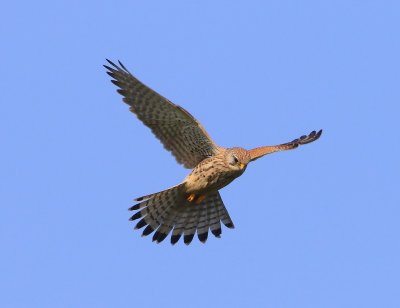 Torenvalk - Common Kestrel