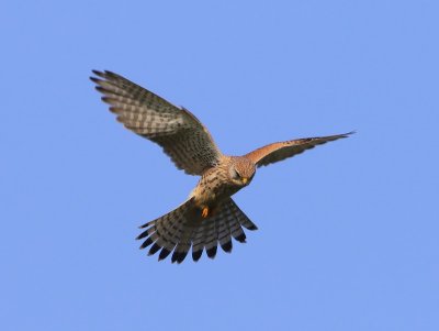 Torenvalk - Common Kestrel