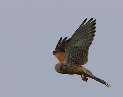 Torenvalk - Common Kestrel
