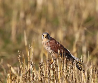 Torenvalk - Common Kestrel