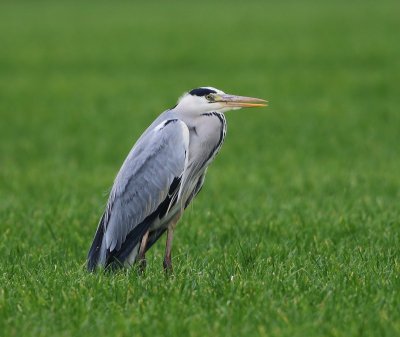 Blauwe Reiger - Grey Heron