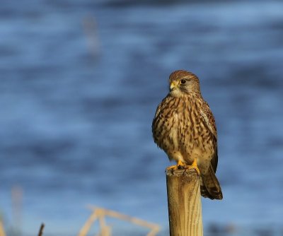 Torenvalk - Common Kestrel