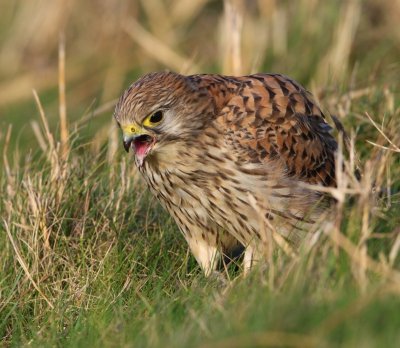 Torenvalk - Common Kestrel