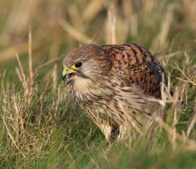 Torenvalk - Common Kestrel
