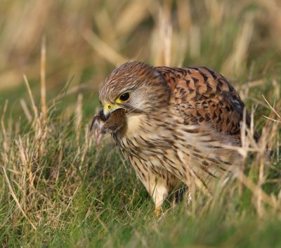 Torenvalk - Common Kestrel