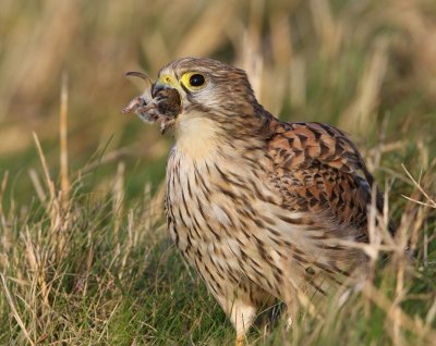 Torenvalk - Common Kestrel