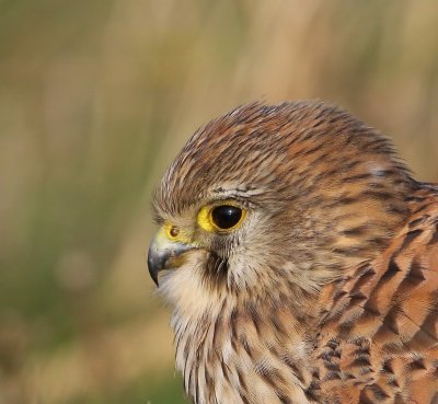 Torenvalk - Common Kestrel