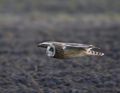 Velduil - Short-eared Owl