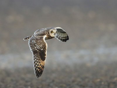 Velduil - Short-eared Owl