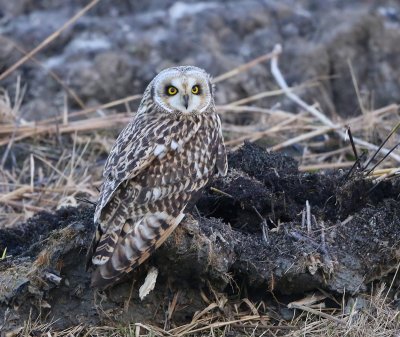 Velduil - Short-eared Owl