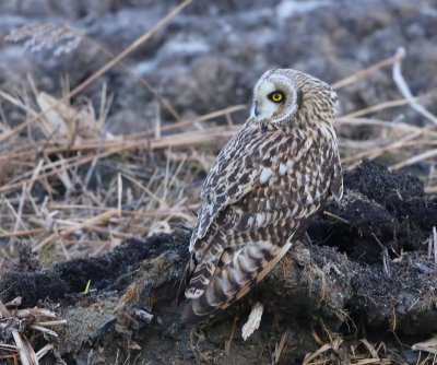 Velduil - Short-eared Owl