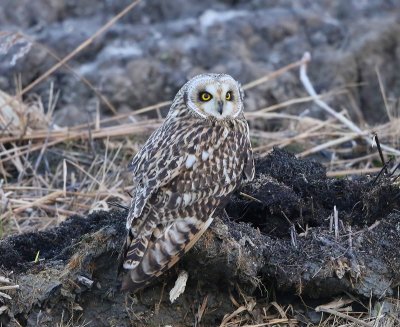 Velduil - Short-eared Owl