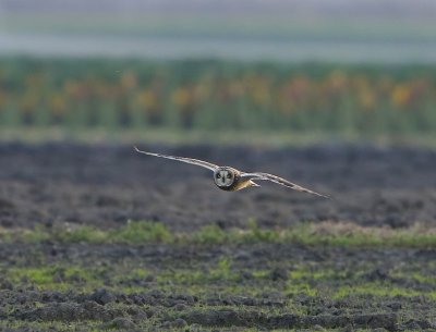 Velduil - Short-eared Owl