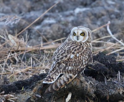 Velduil - Short-eared Owl